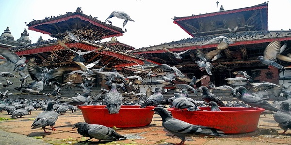 kathmandu nepal birds pigeons temple architecture